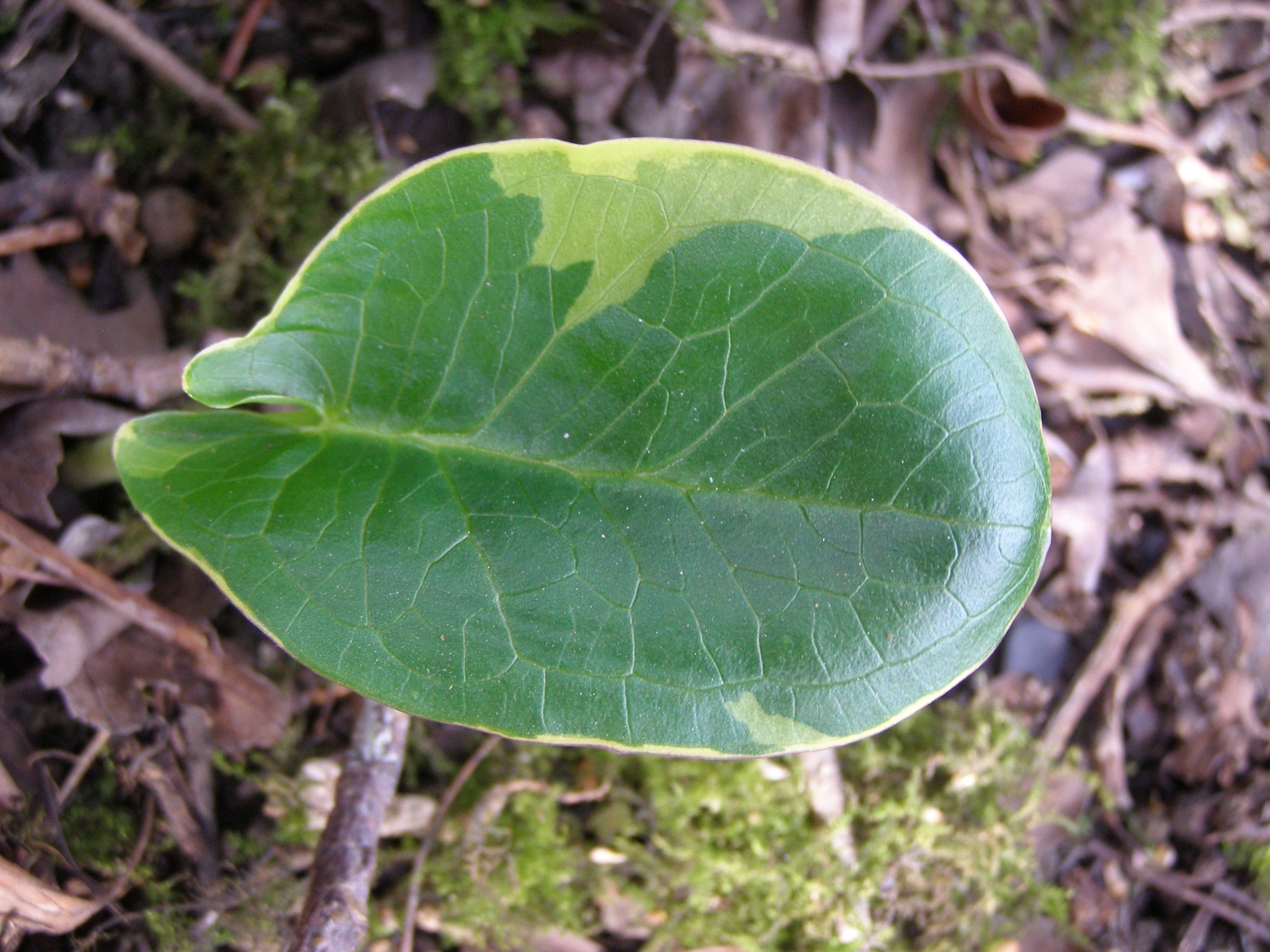 Arum maculatum 'Lady of Devon'